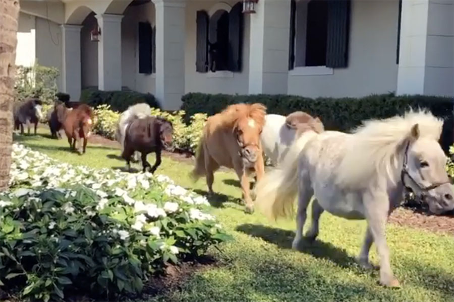 These Guys Have Saved Hundreds Of Teeny Tiny Horses